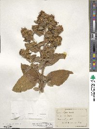 Arctium minus image