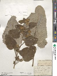 Arctium minus image