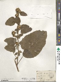 Arctium minus image