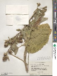 Arctium minus image