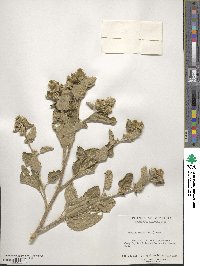 Arctium minus image