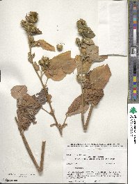 Arctium minus image