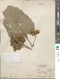 Arctium minus image