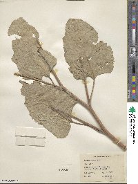 Arctium minus image