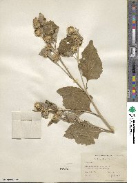 Arctium minus image