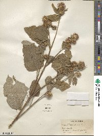 Arctium minus image