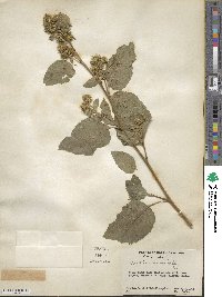 Arctium minus image