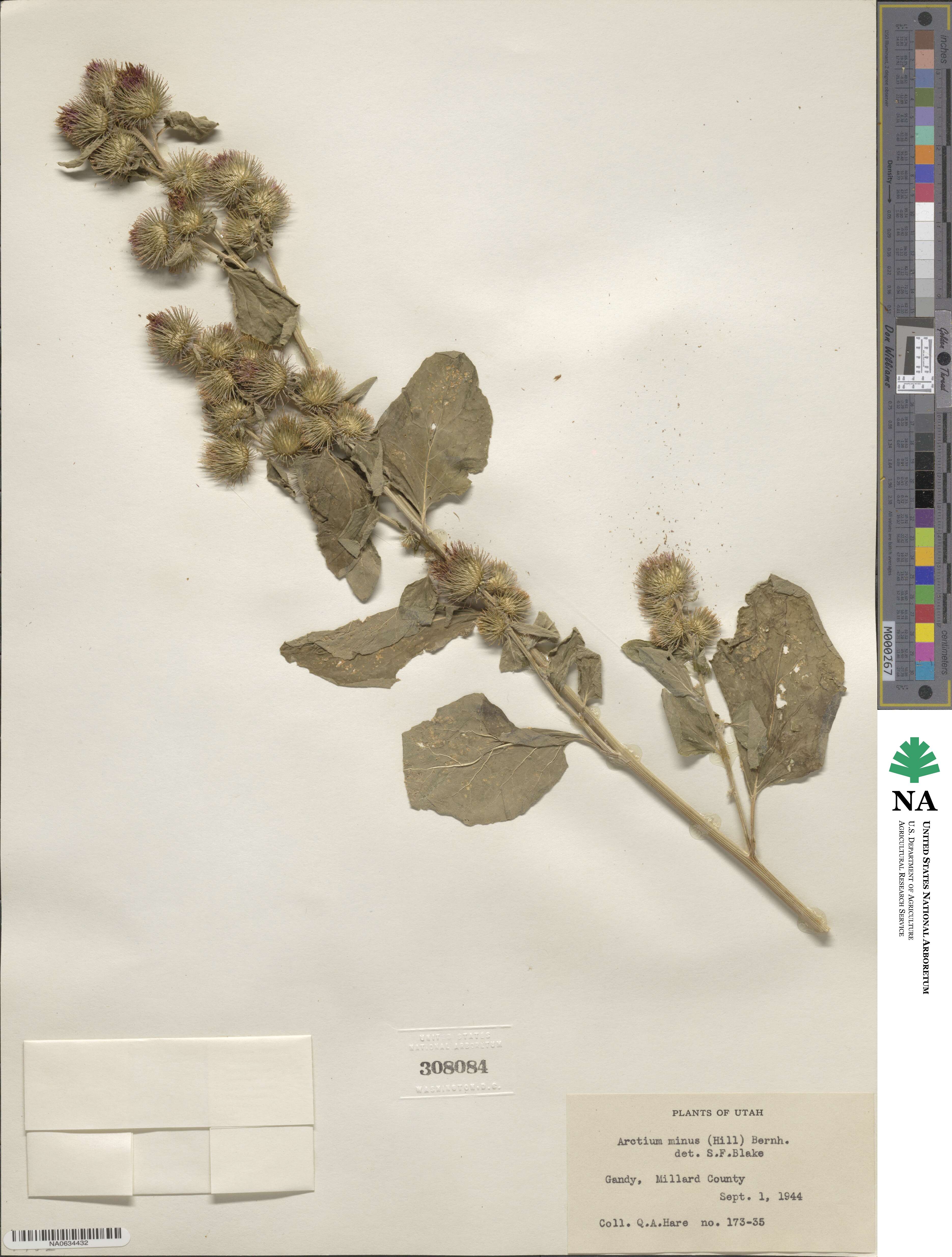 Arctium minus image