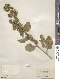 Arctium minus image