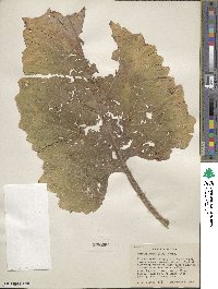 Arctium minus image