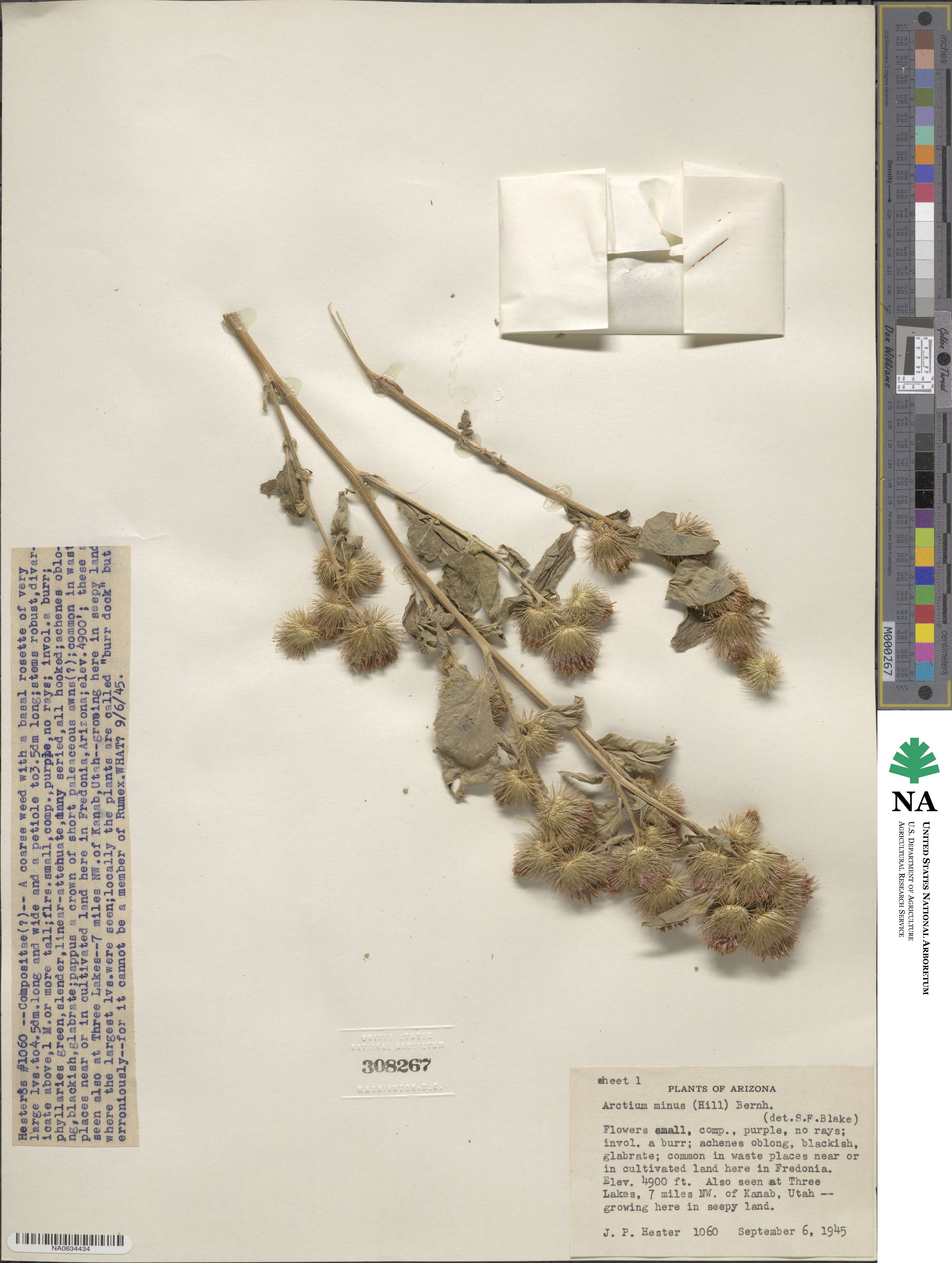 Arctium minus image