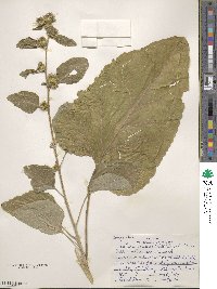 Arctium minus image