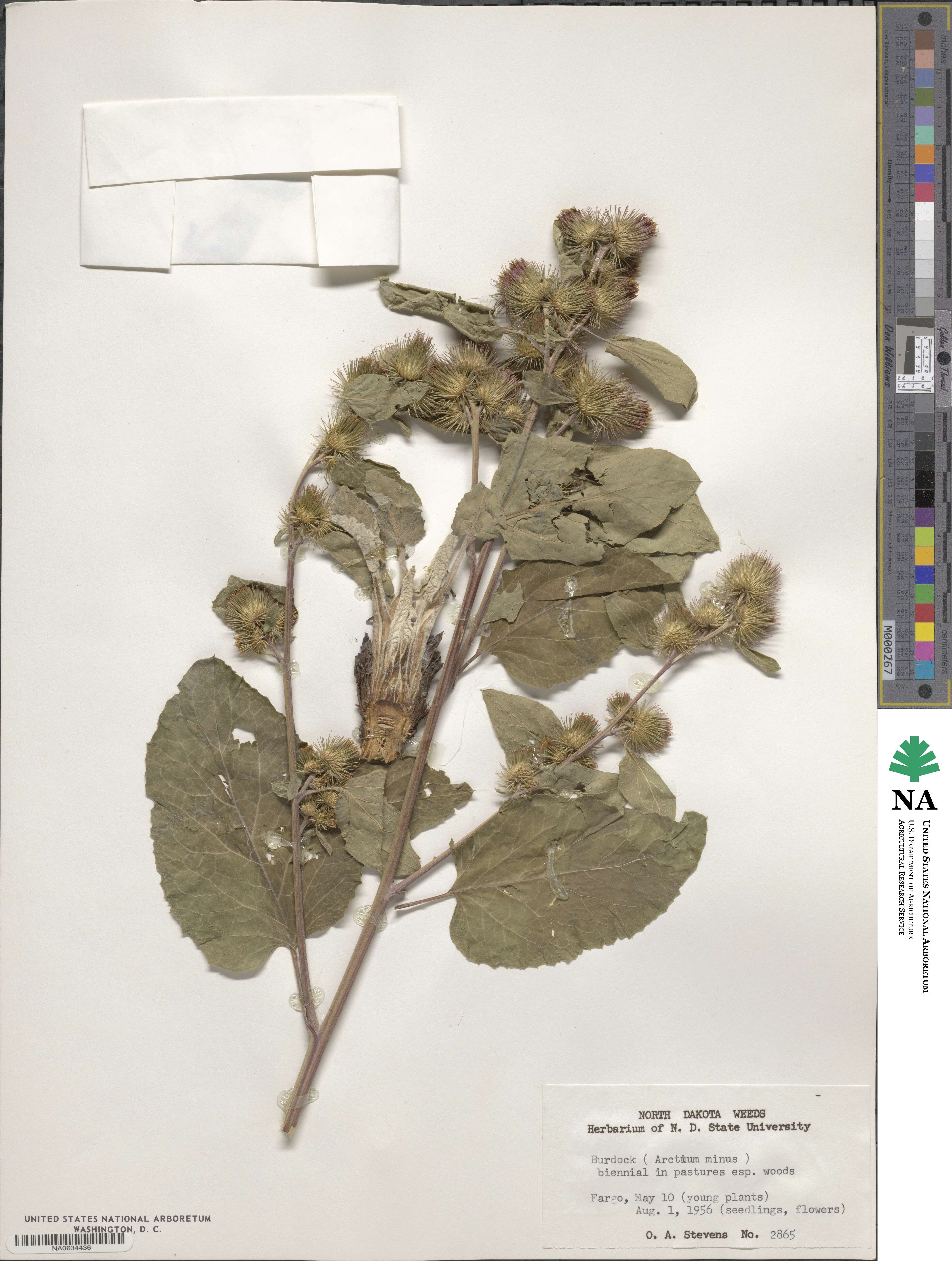 Arctium minus image