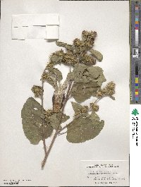 Arctium minus image