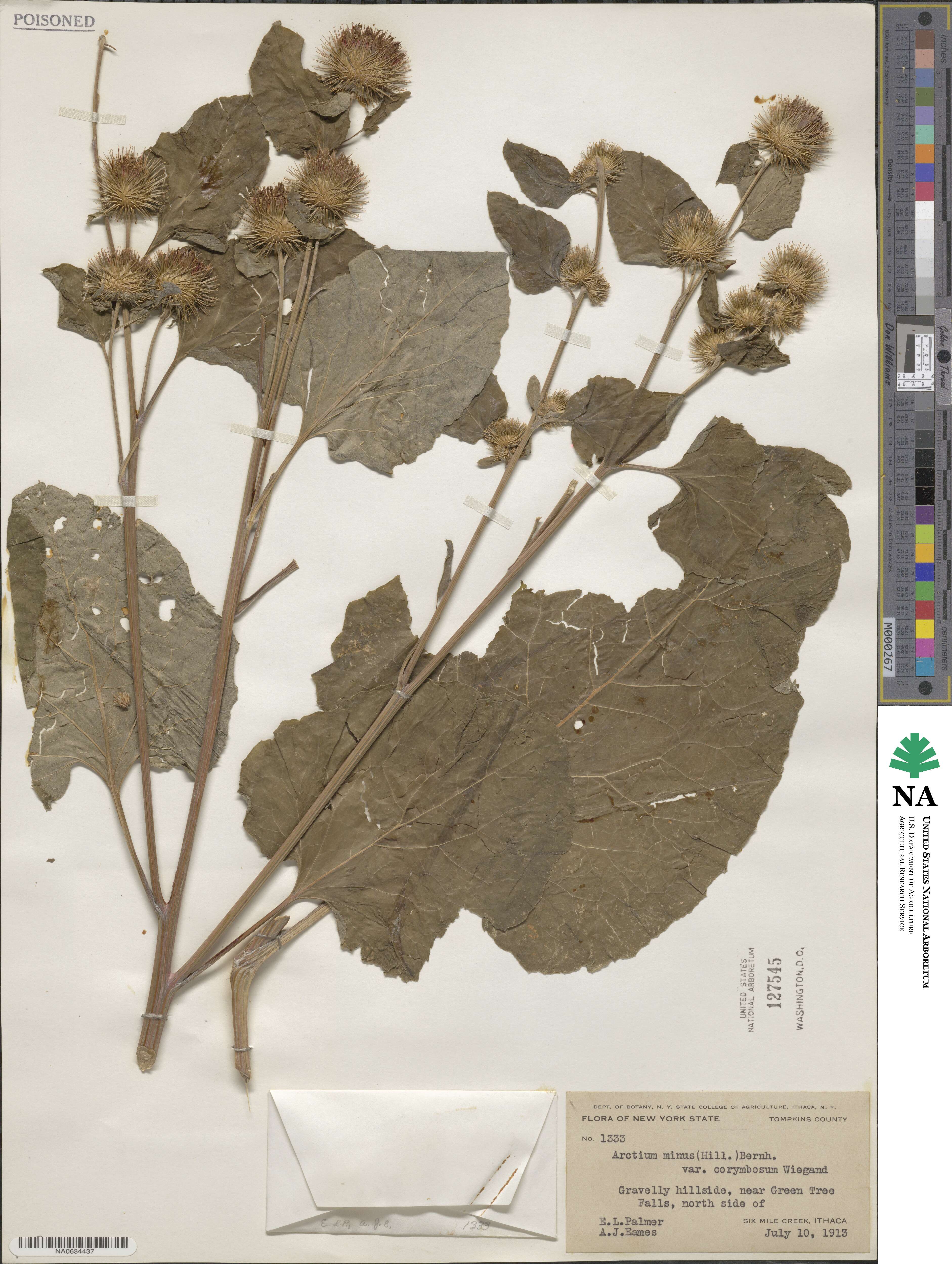 Arctium image