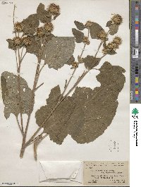 Arctium minus image