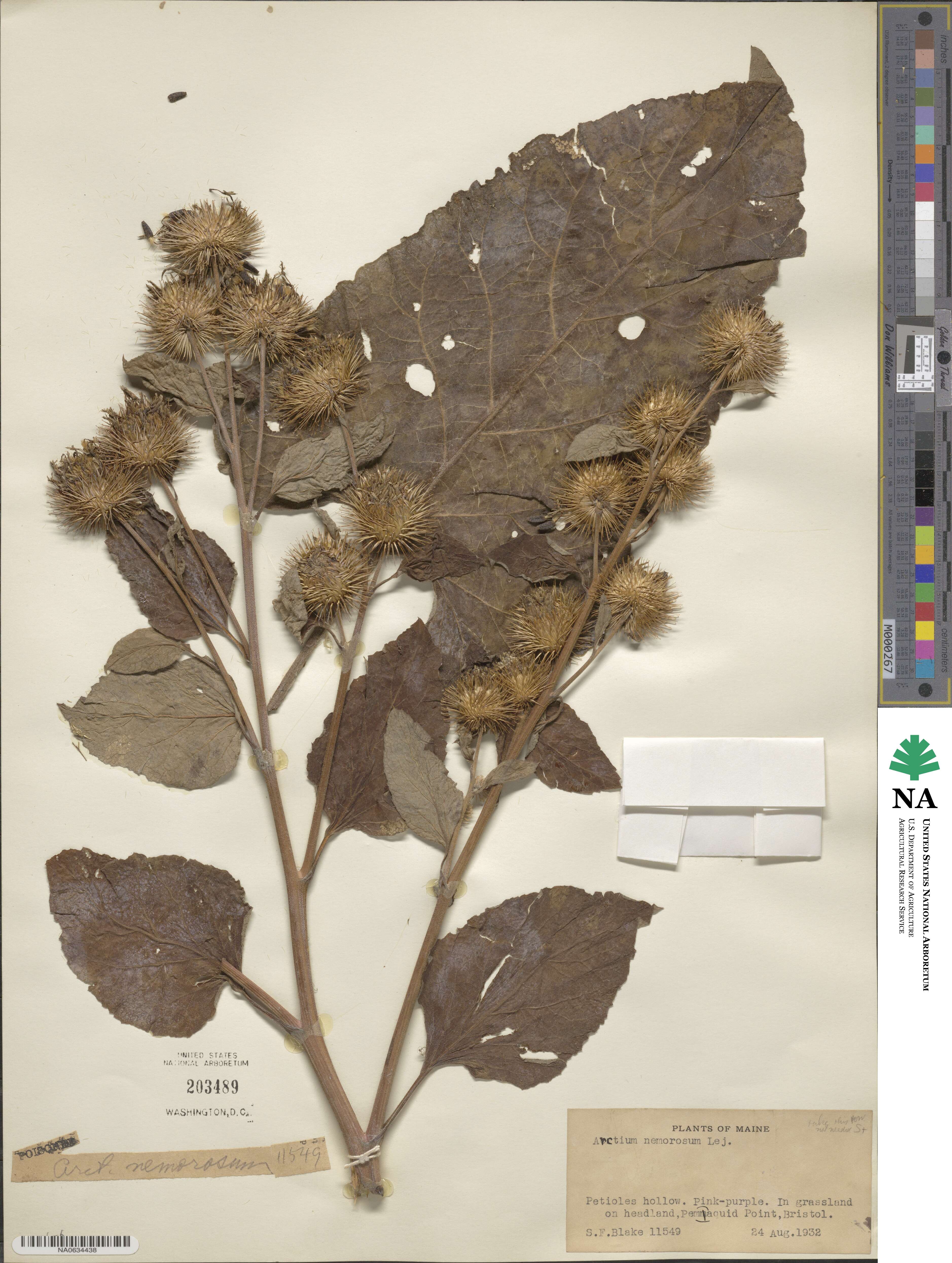 Arctium nemorosum image