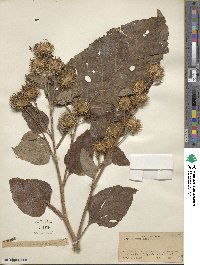 Image of Arctium nemorosum