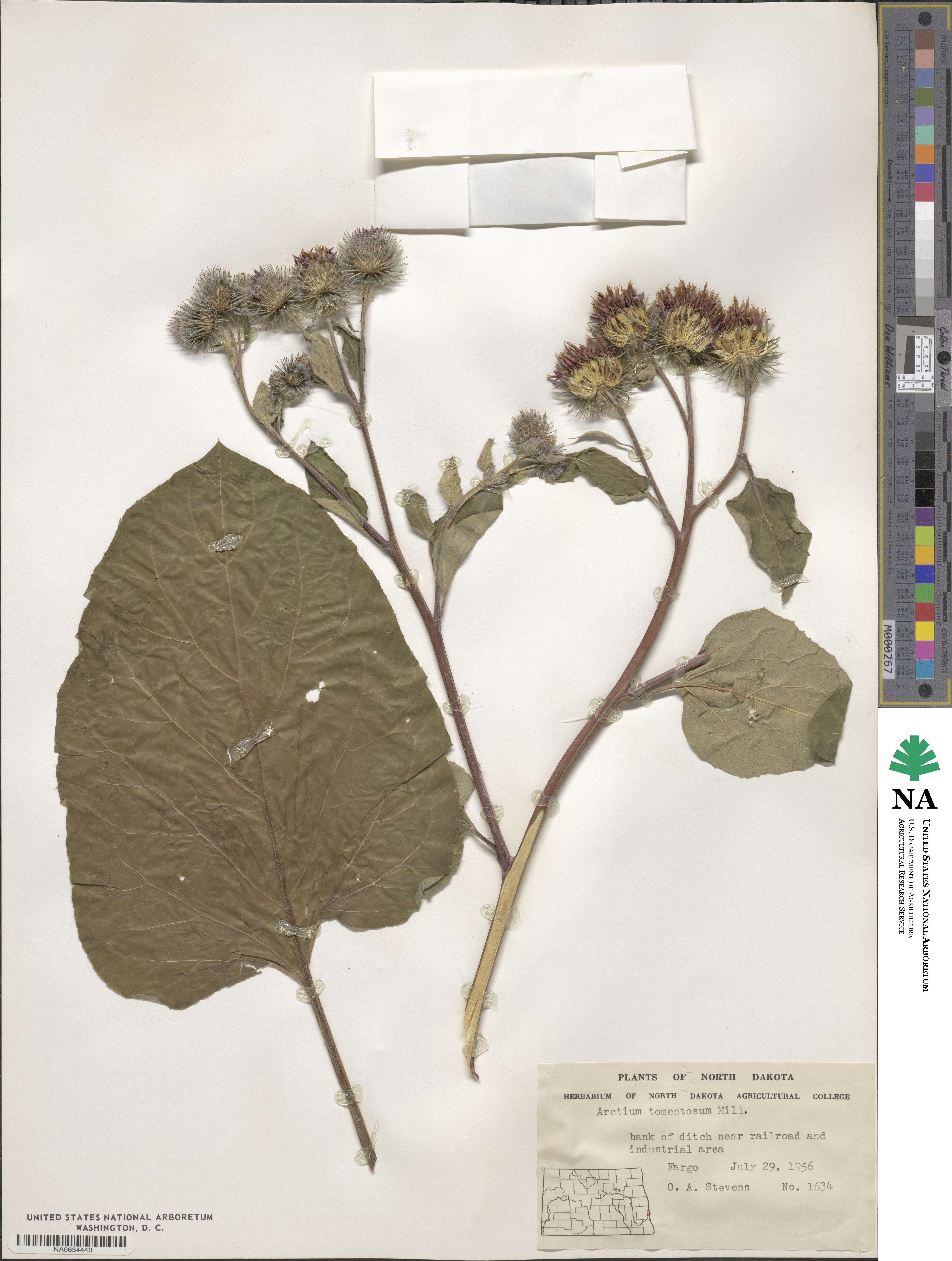 Arctium tomentosum image