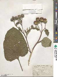 Arctium tomentosum image