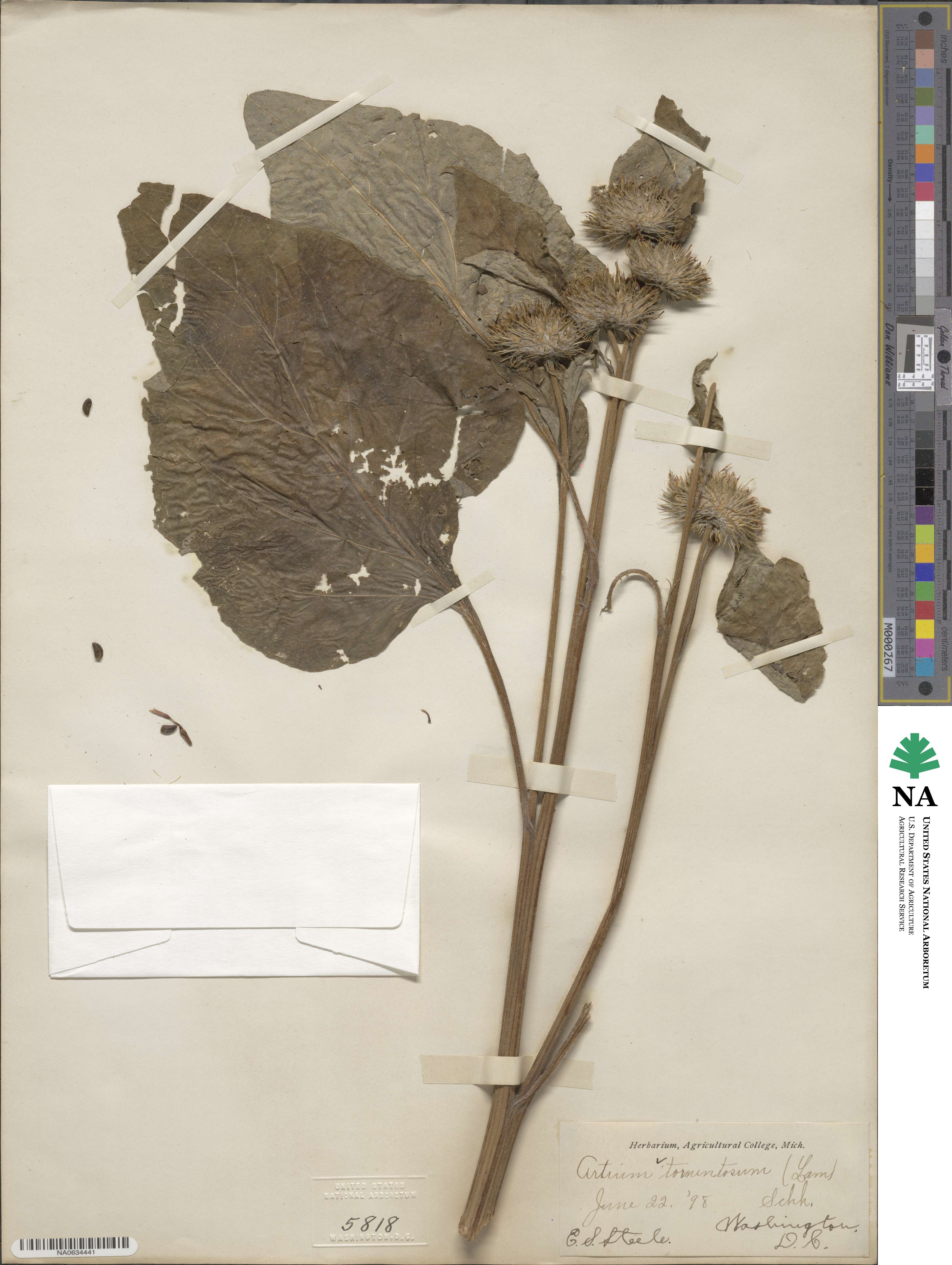 Arctium image