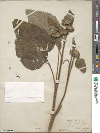 Arctium tomentosum image