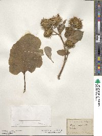 Arctium lappa image