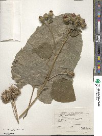 Arctium minus image