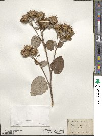 Arctium minus image