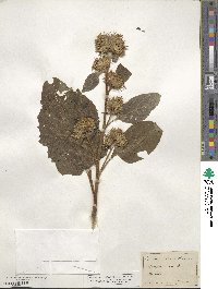 Arctium minus image