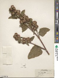 Arctium minus image