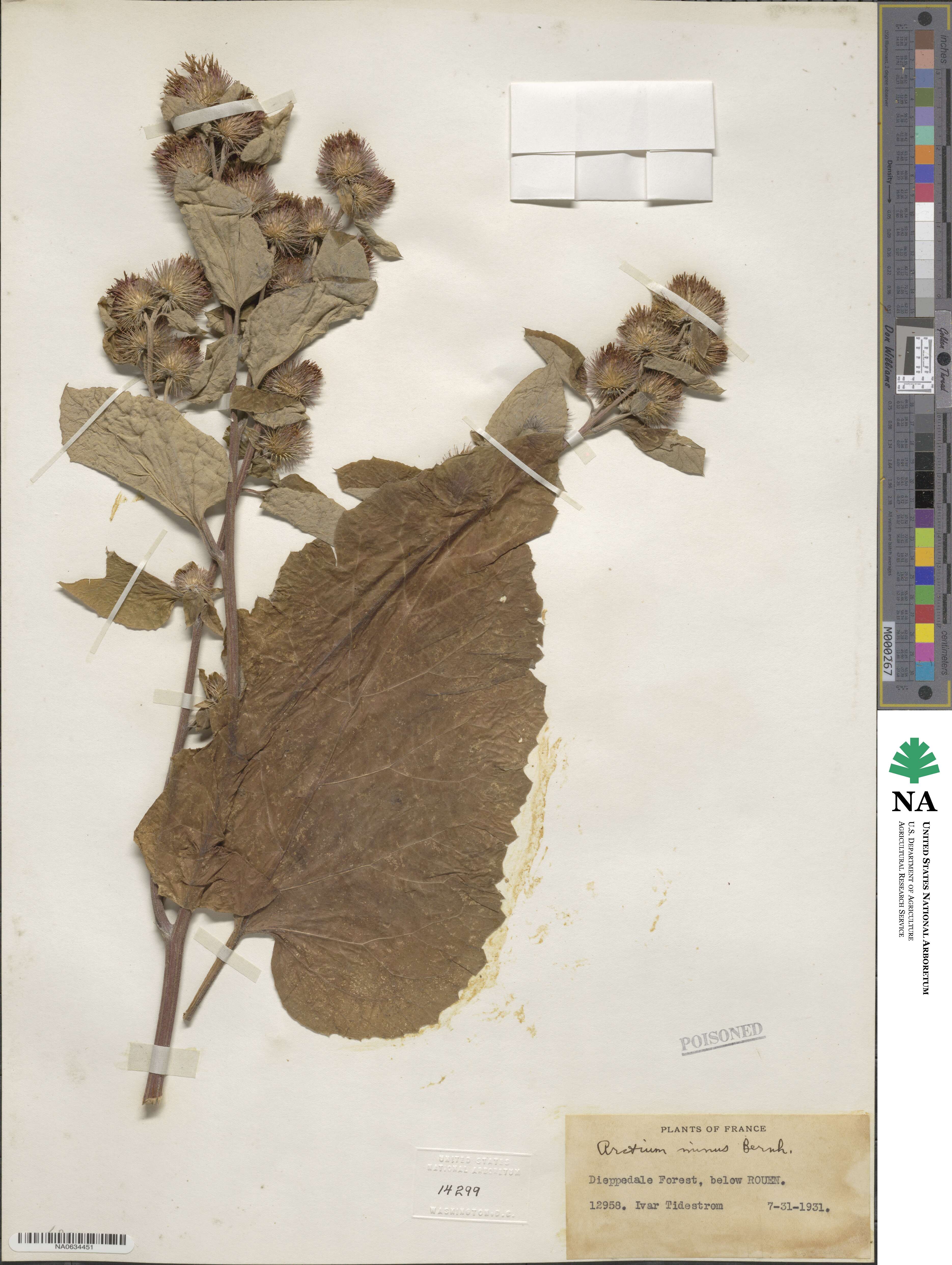 Arctium image