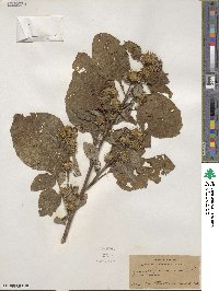 Arctium minus image