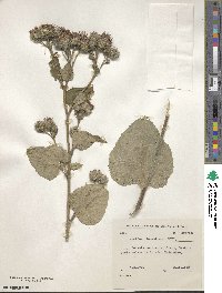 Arctium tomentosum image