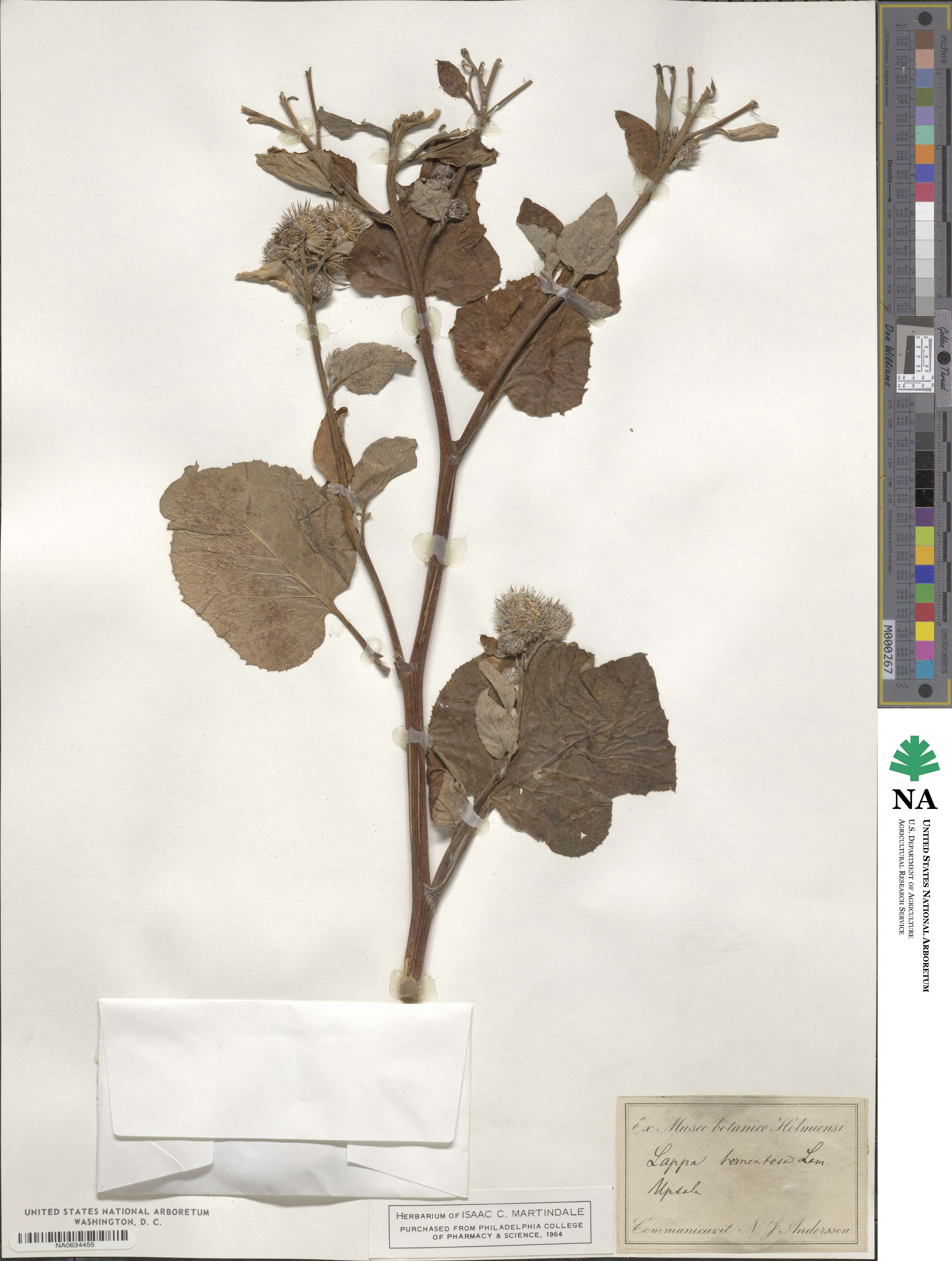 Arctium image