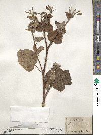 Arctium tomentosum image