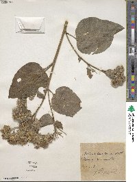 Arctium tomentosum image