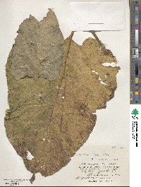 Arctium lappa image