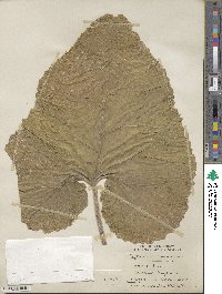 Arctium lappa image