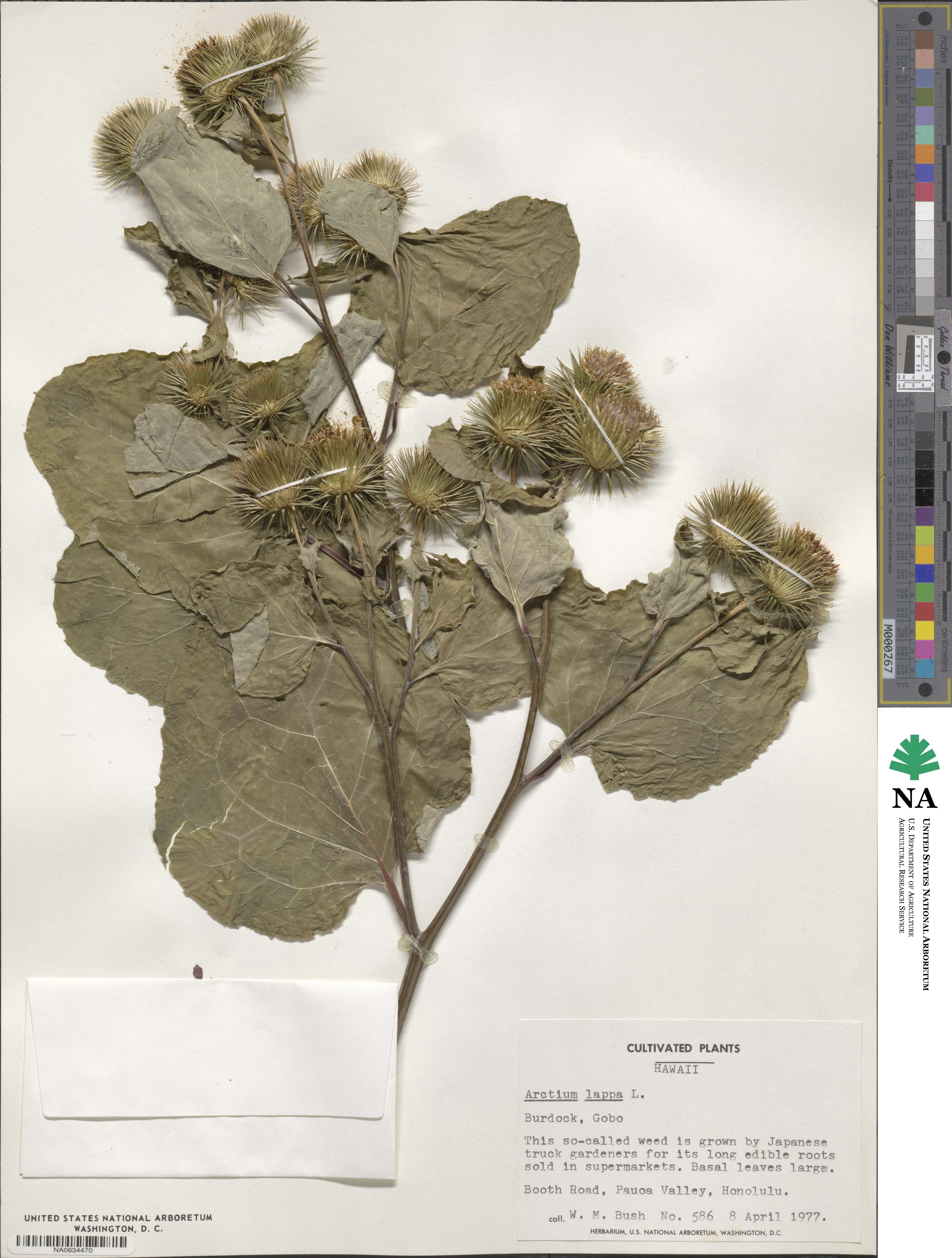 Arctium lappa image