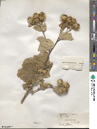 Arctium lappa image