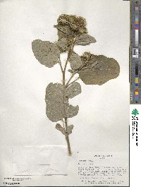 Arctium lappa image