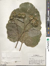 Arctium lappa image