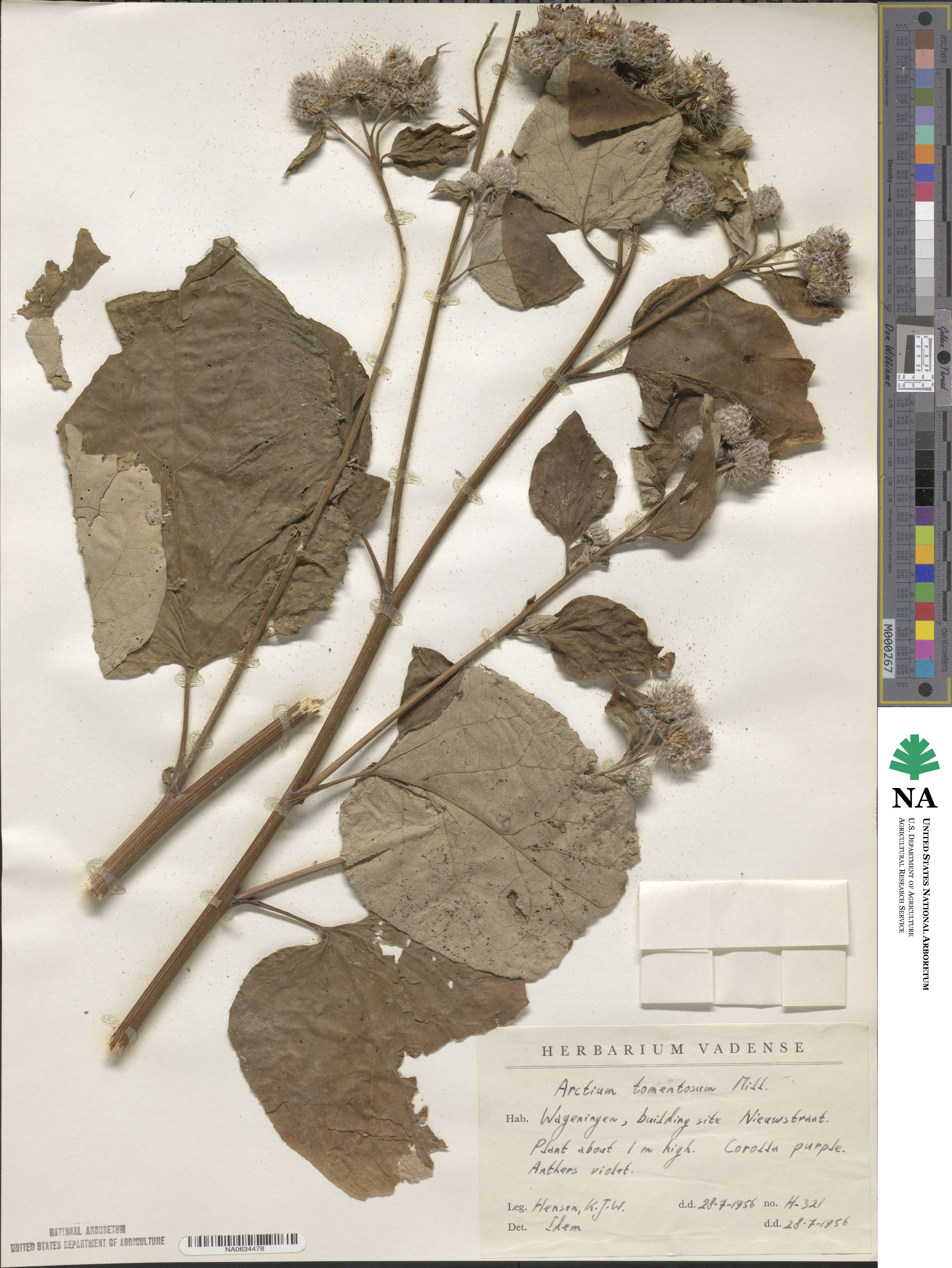 Arctium tomentosum image