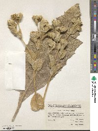 Image of Arctium triflorum