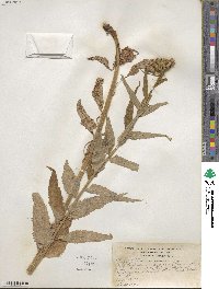 Saussurea americana image