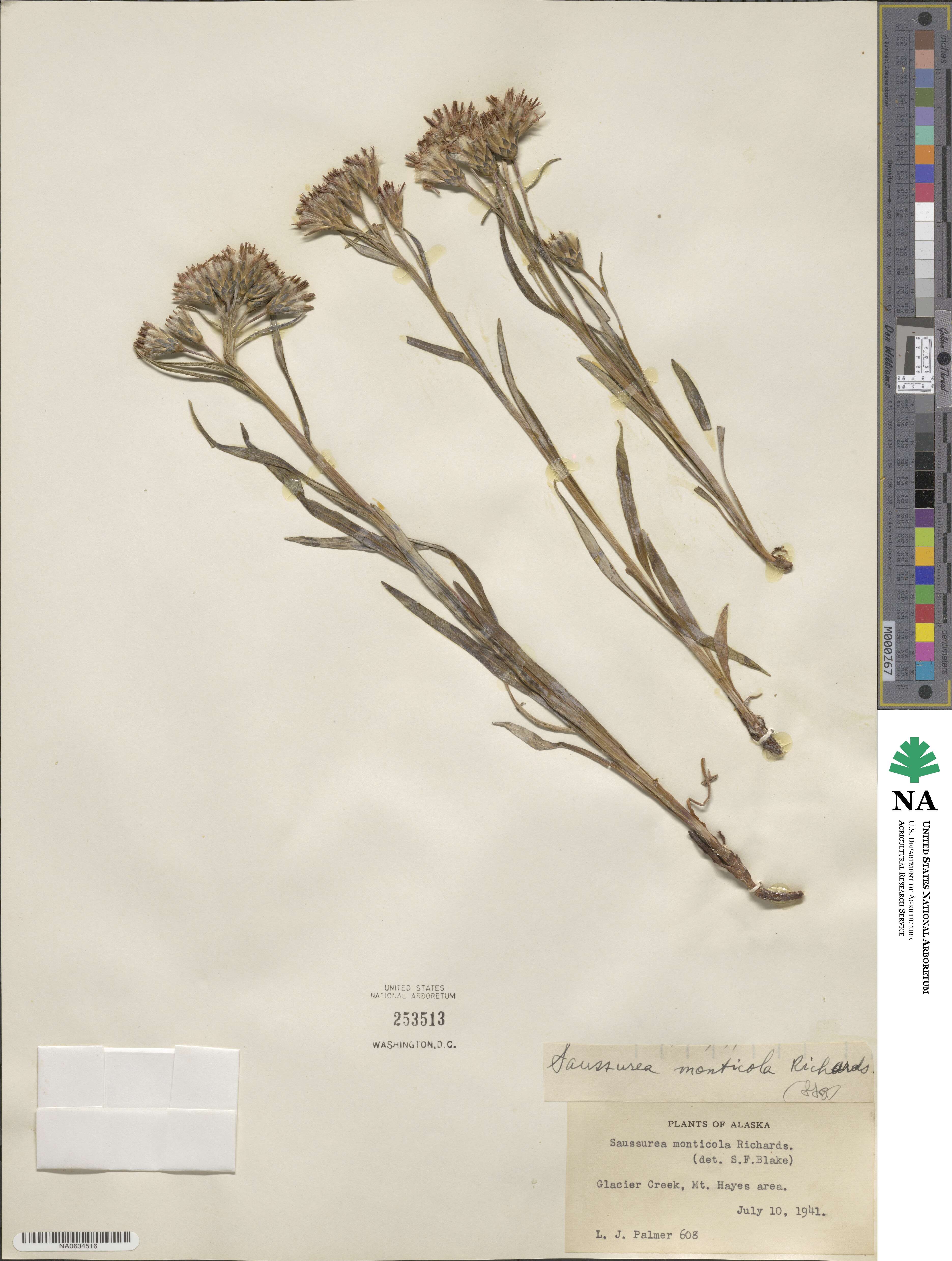 Saussurea alpina image