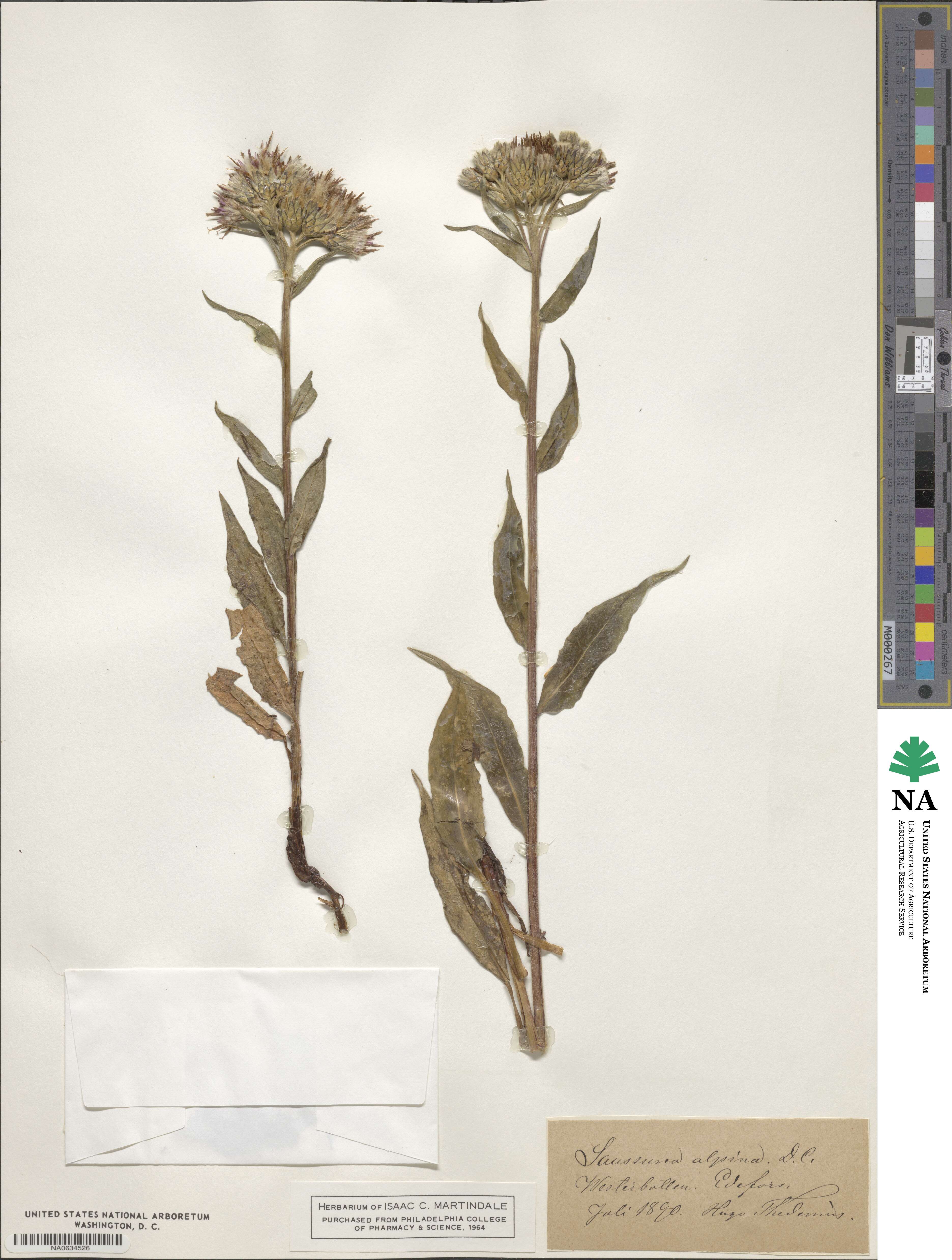 Saussurea alpina image