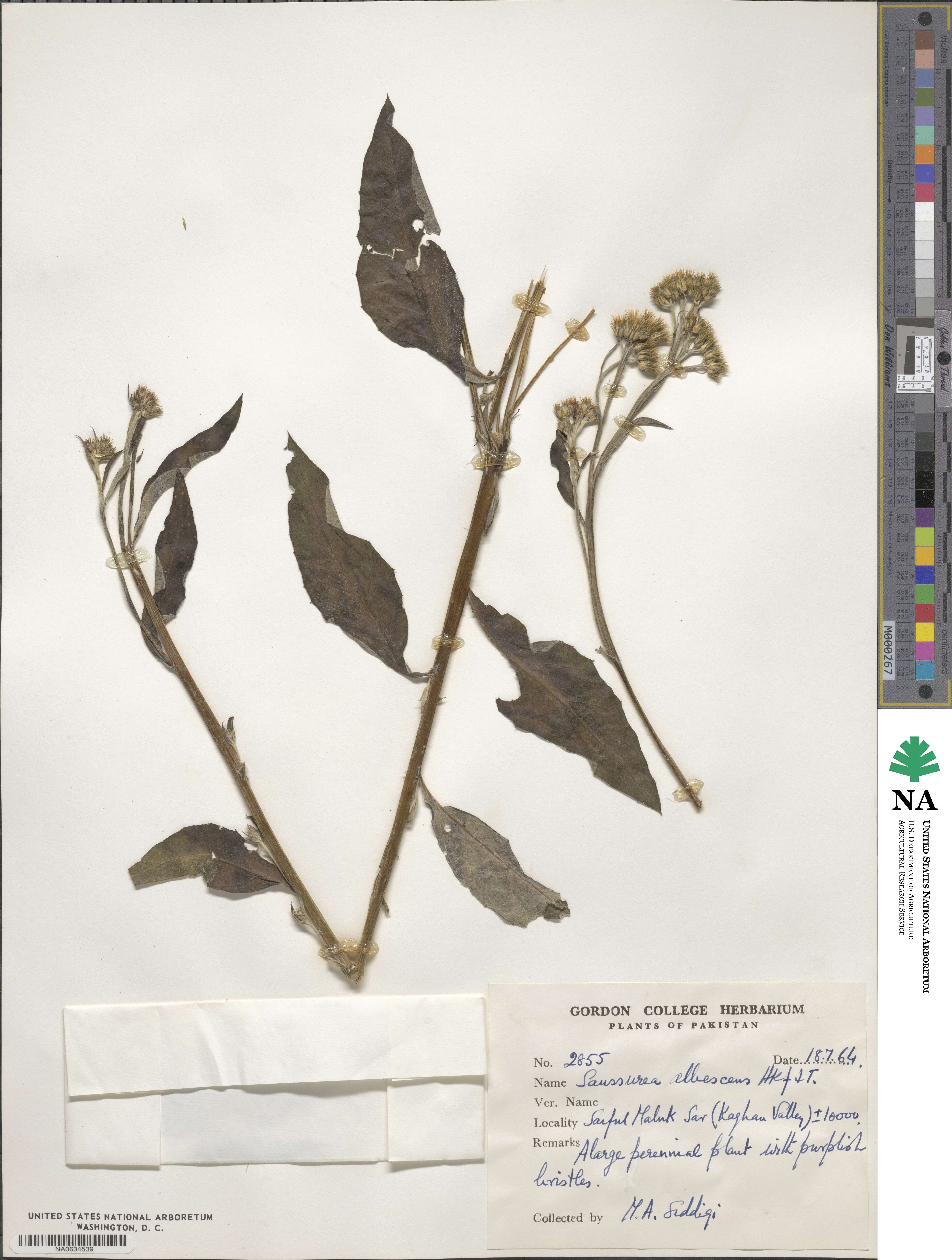 Lipschitziella albescens image