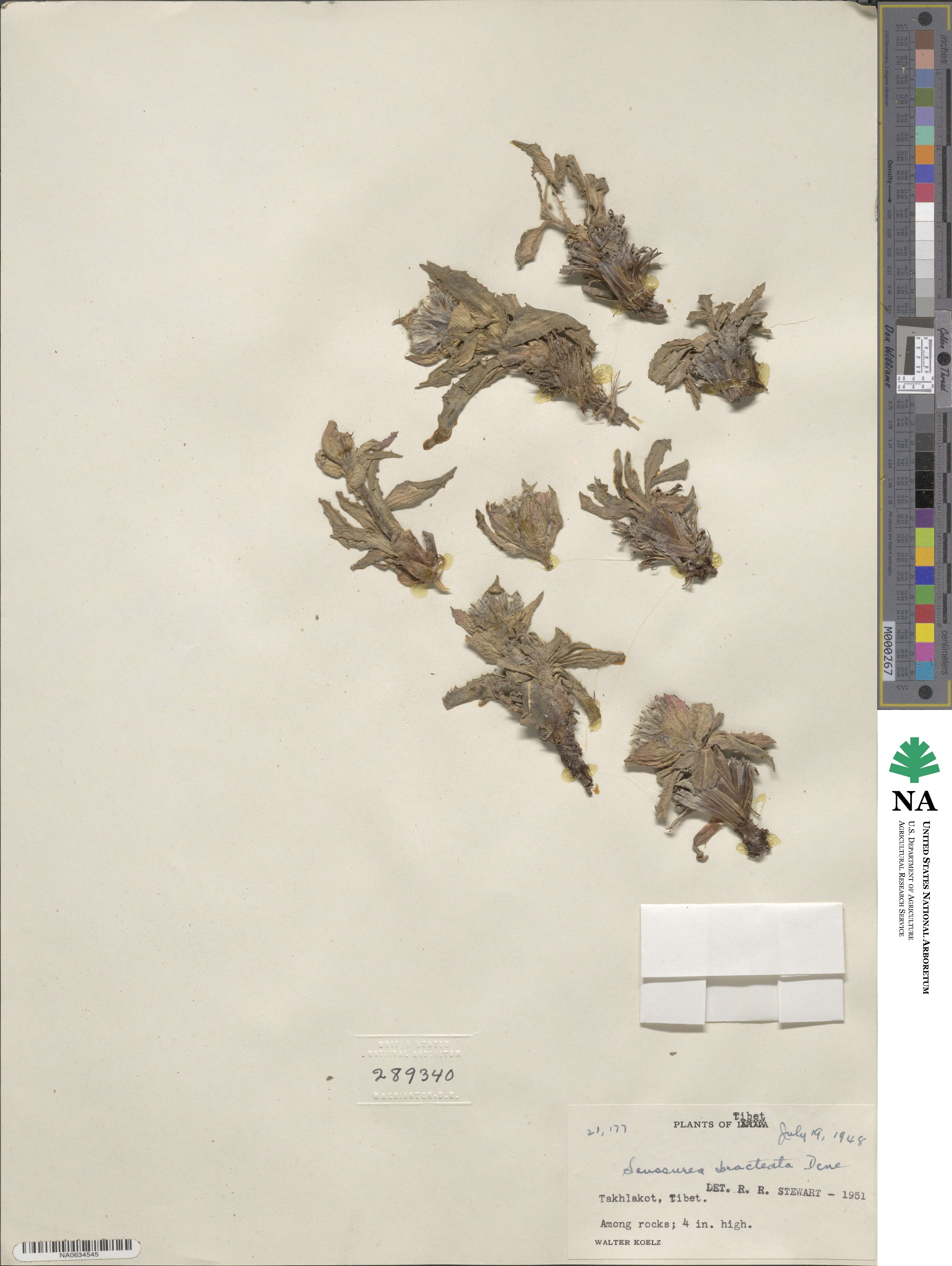 Saussurea bracteata image